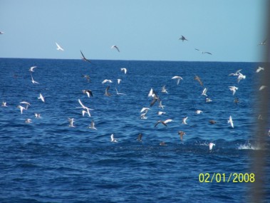 Feeding Frenzy at Otto Reef