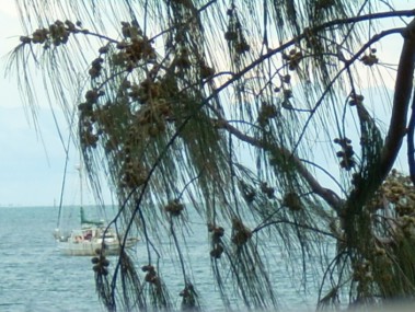Lekimpa through the trees