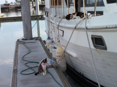 Princess and the cats from Sunbird